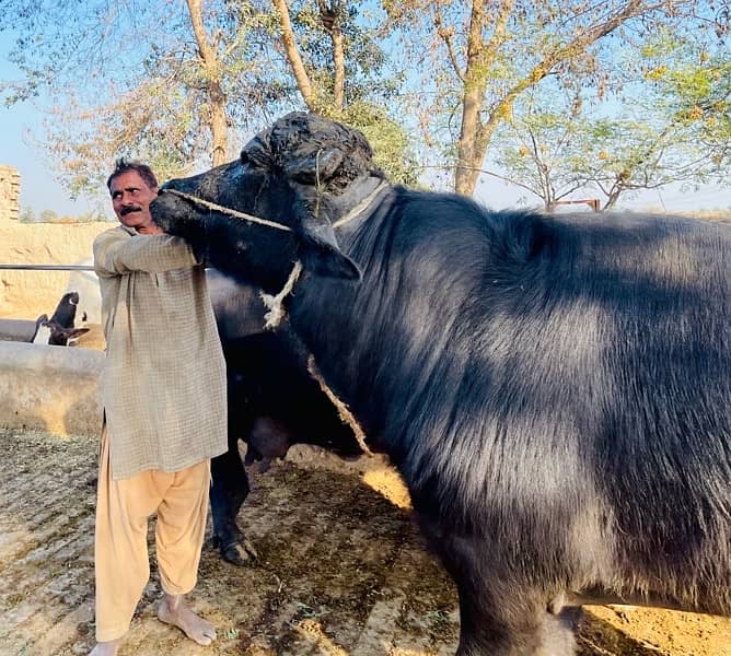 Male buffalo for sale (03026534690 7