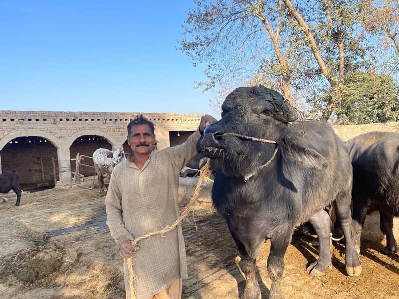 Male buffalo for sale (03026534690 8