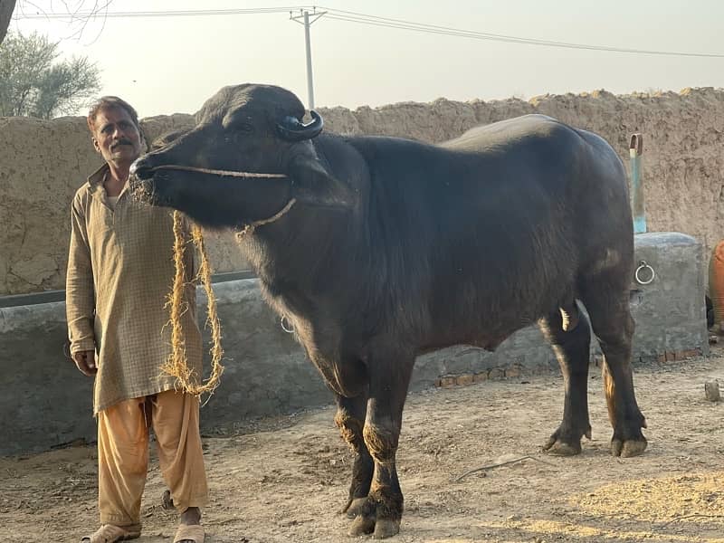 Male buffalo for sale (03026534690 9