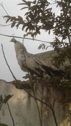 Peacock female