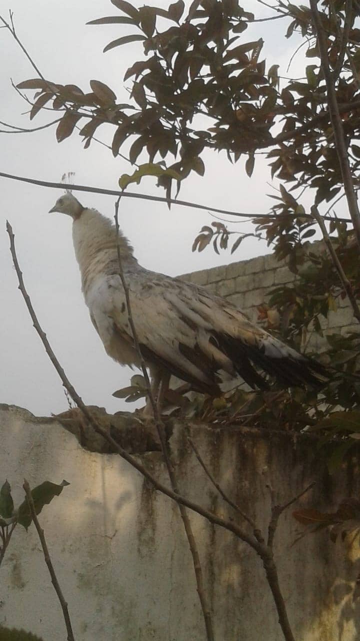 Peacock female 0