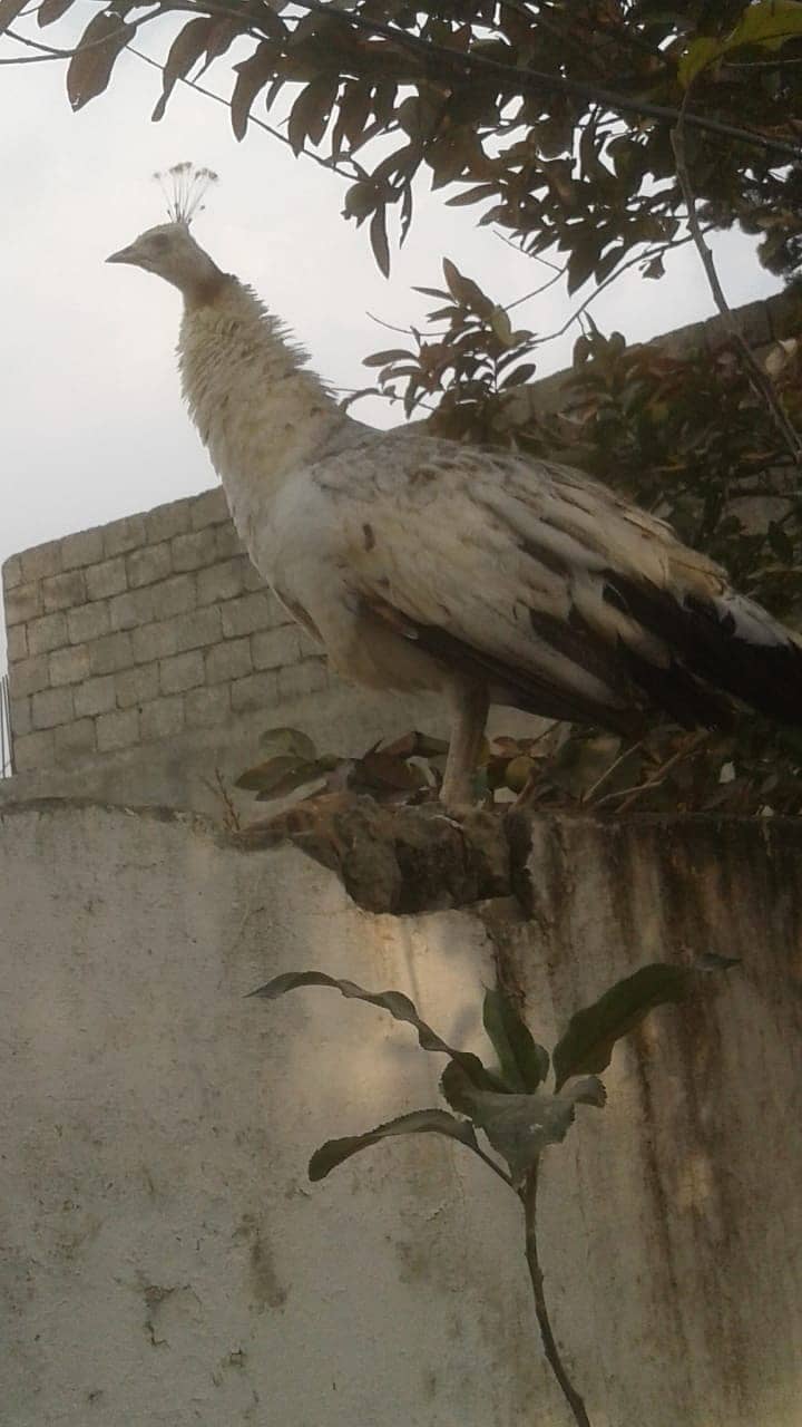 Peacock female 1