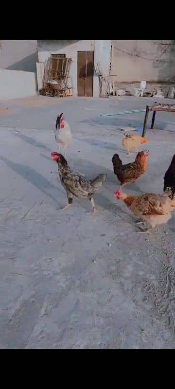 eggs laying Desi hens and 1 misri murga  for sale 2