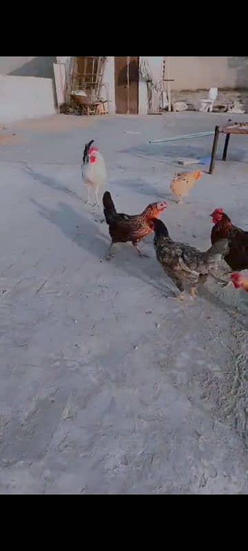 eggs laying Desi hens and 1 misri murga  for sale 4