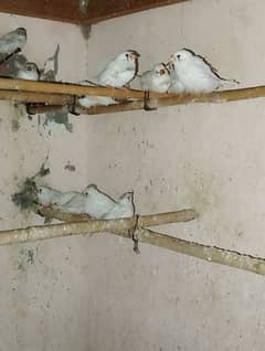 white finch and java pathay for sale