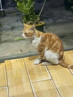 Ghar me kam karna chata hu koi bhi km huo ghr me bhat kar karlo ga
