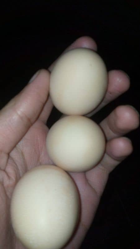 eggs laying Desi hens and 1 misri murga  for sale 3