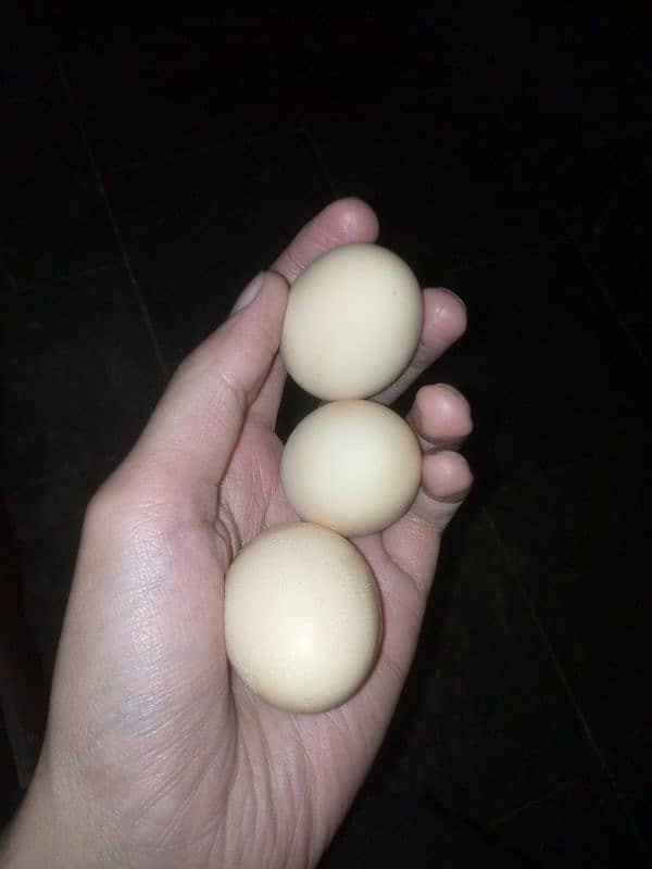 eggs laying Desi hens and 1 misri murga  for sale 9