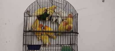 Lovebirds patha available