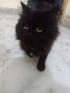 Black percian cat age 3 month