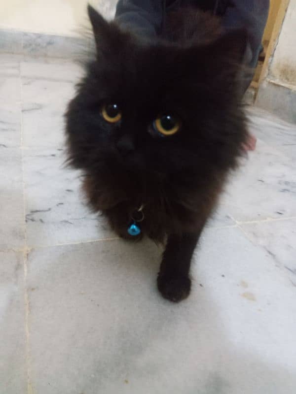 Black percian cat age 3 month 0