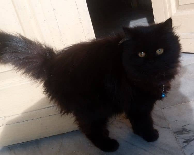 Black percian cat age 3 month 3