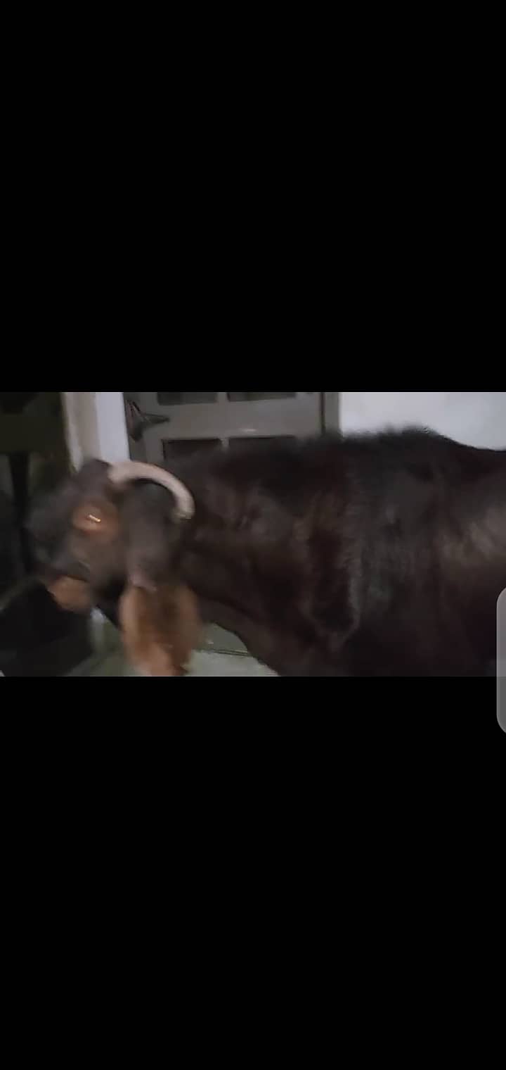 breader bakra bhalwali nasal 1