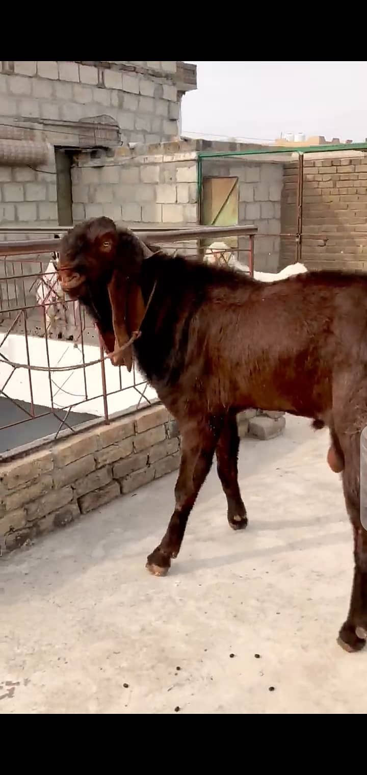 breader bakra bhalwali nasal 2