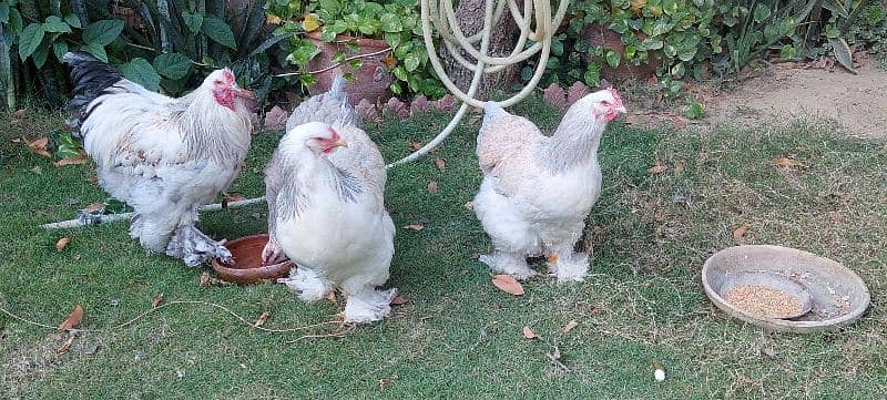 baraham hen , eggs and chicks , light columbian buraham 4