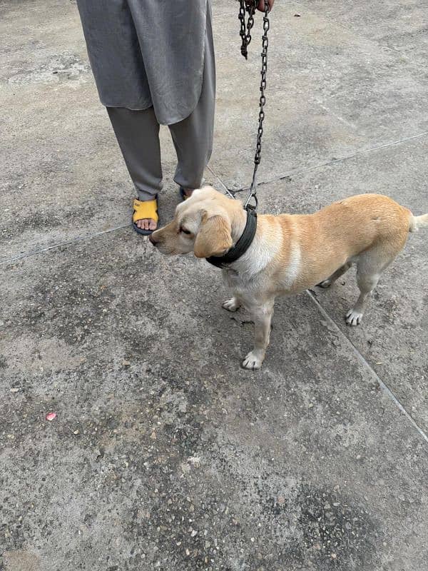 Female Labrador 0