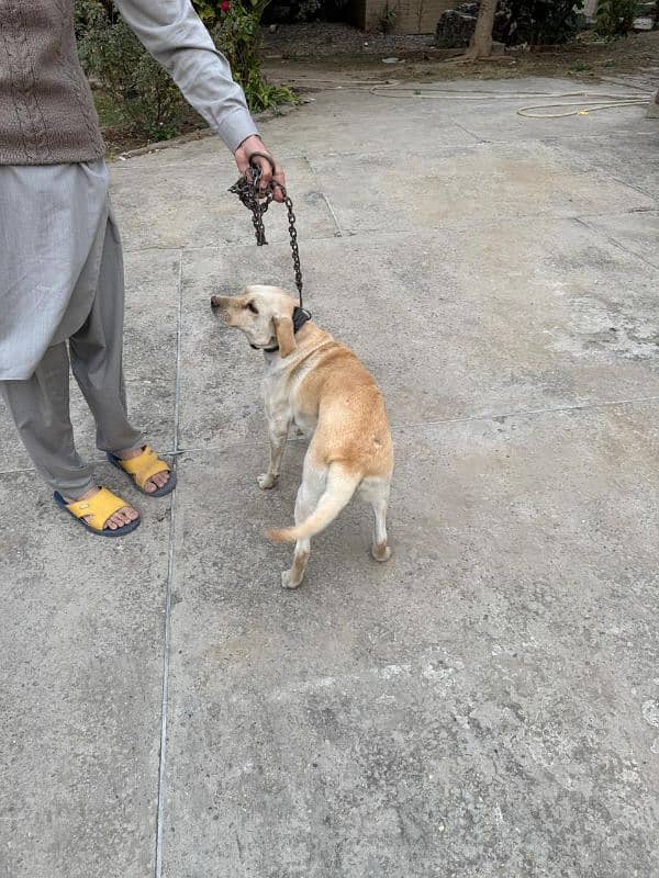 Female Labrador 1