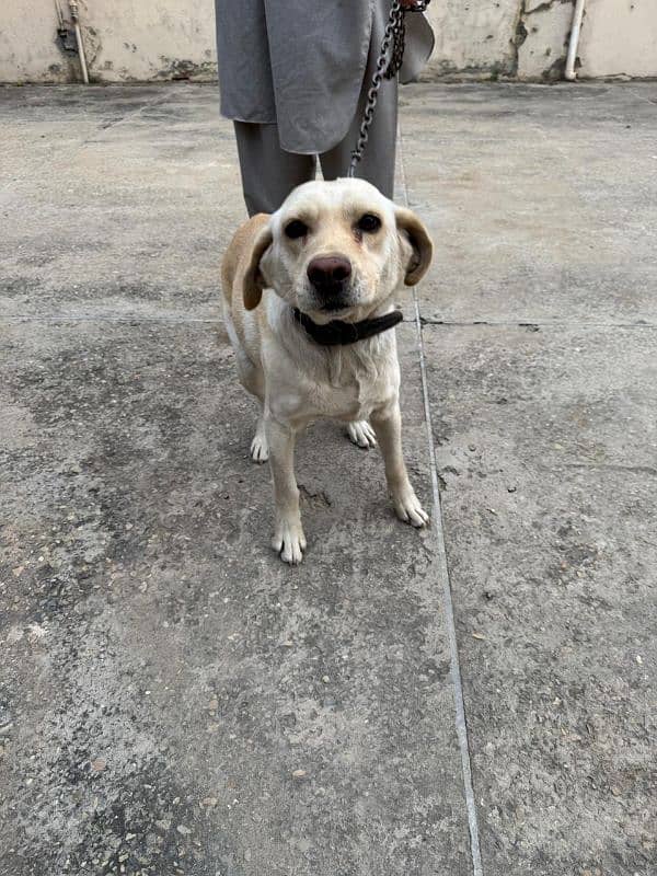 Female Labrador 3