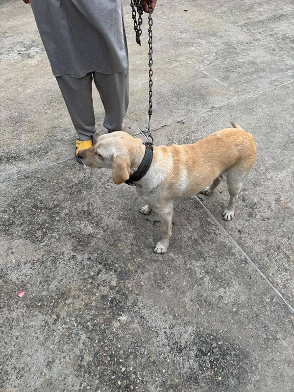 Female Labrador 5