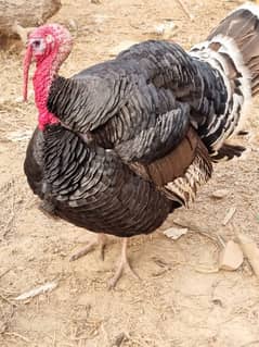 turkey male full active ready to breed