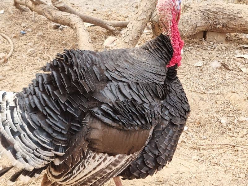 turkey male full active ready to breed 1