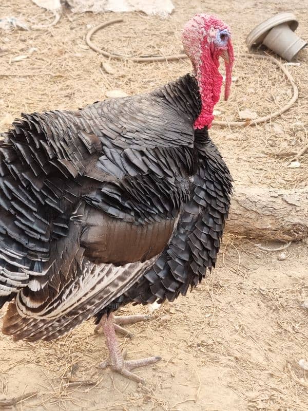 turkey male full active ready to breed 2