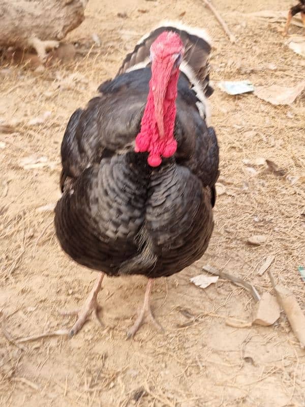 turkey male full active ready to breed 3