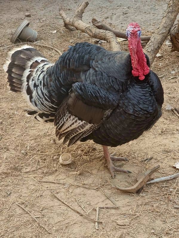 turkey male full active ready to breed 4