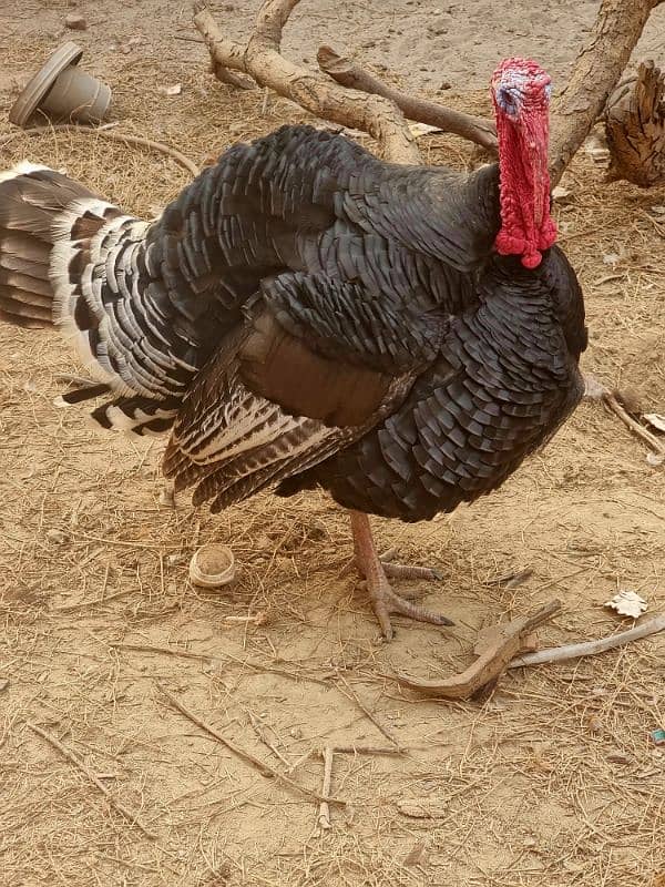 turkey male full active ready to breed 5