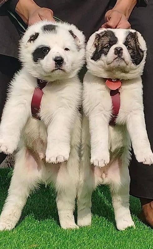 Alabai dog male and female age 2 month for sale 0