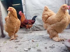 Golden Buff Heavy Hens