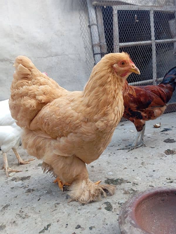 Golden Buff Heavy Hens 1