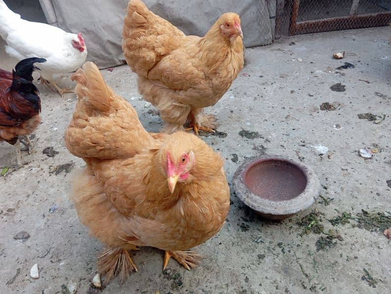 Golden Buff Heavy Hens 2