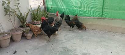 8 Desi Hens/Murghay pair