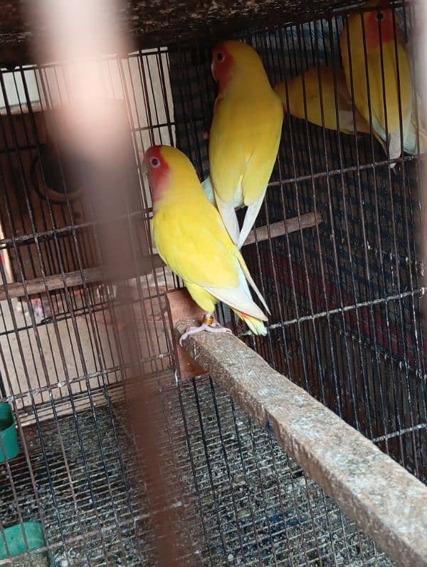 Common Lutino lovebird 0