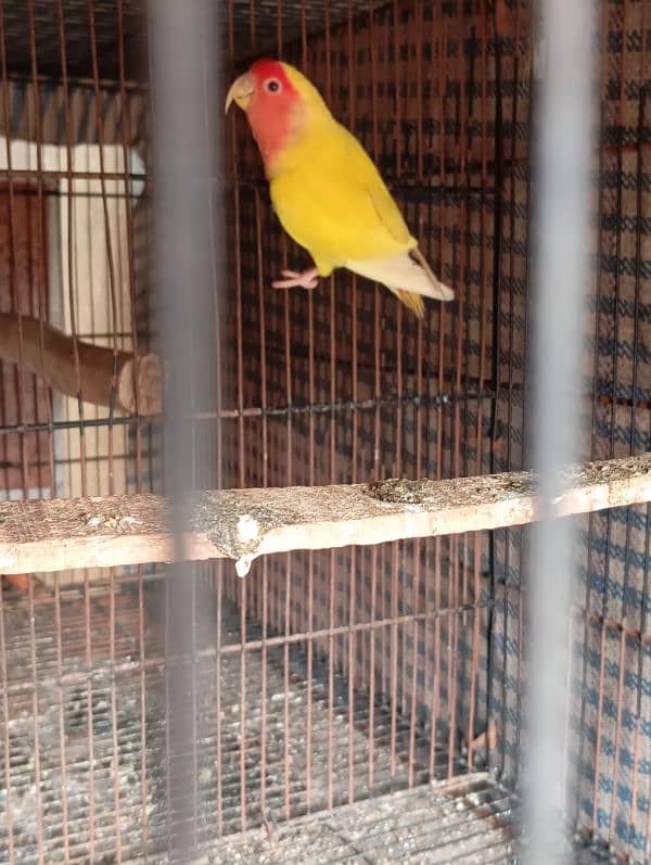 Common Lutino lovebird 1