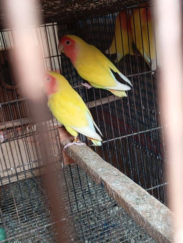 Common Lutino lovebird 2