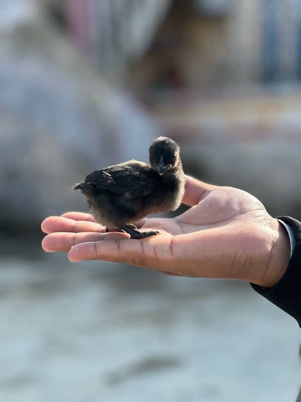 ayam cemani chicks 0