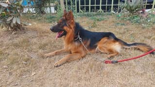 gsd pure breed, good quality