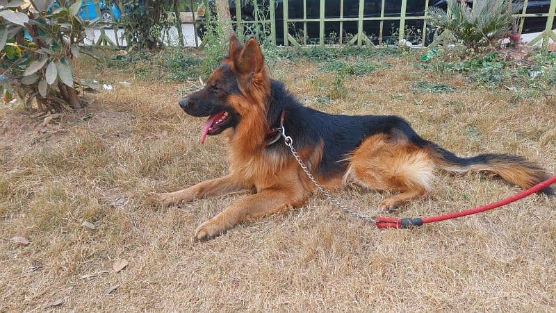 gsd pure breed, good quality 0