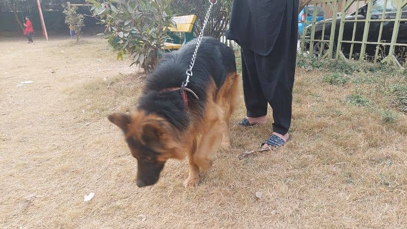 gsd pure breed, good quality 1