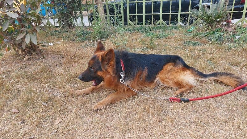 gsd pure breed, good quality 2