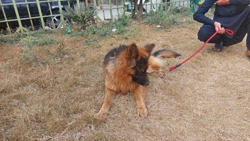 gsd pure breed, good quality 3