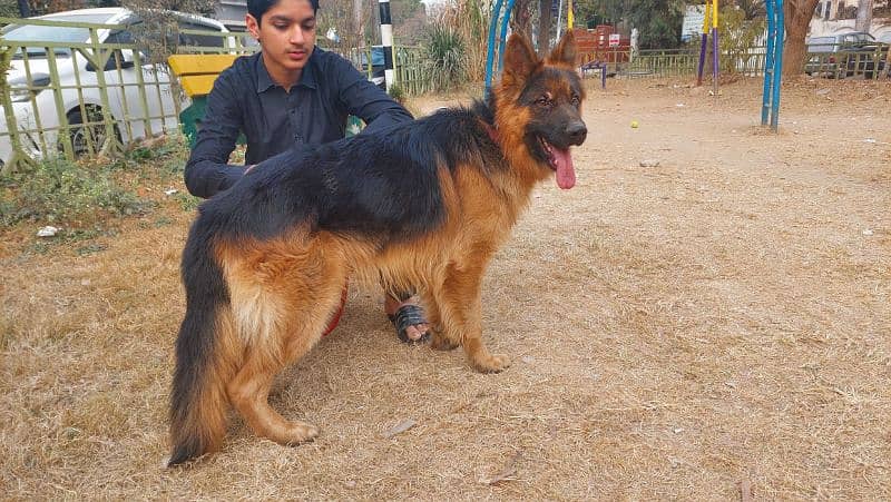 gsd pure breed, good quality 6