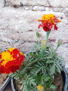 french marigold flower plant live normal size