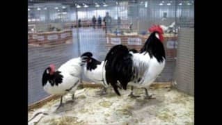 Lekenveder Rare German breed eggs And Chiks Available In Multan