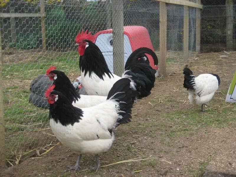 Lekenveder Rare German breed eggs And Chiks Available In Multan 1