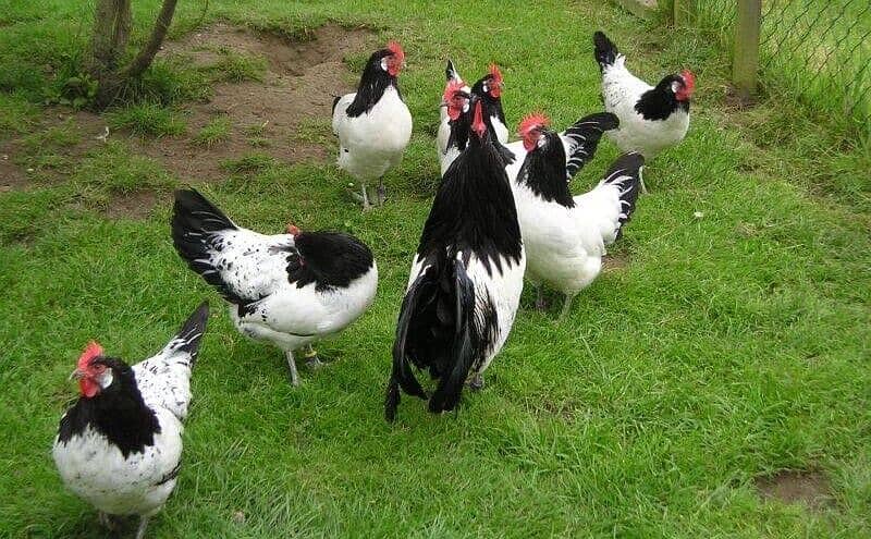 Lekenveder Rare German breed eggs And Chiks Available In Multan 2