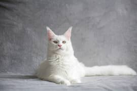 Friendly Persian Cat for Sale – Perfect Pet Companion