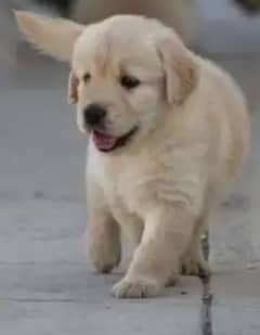 Labrador